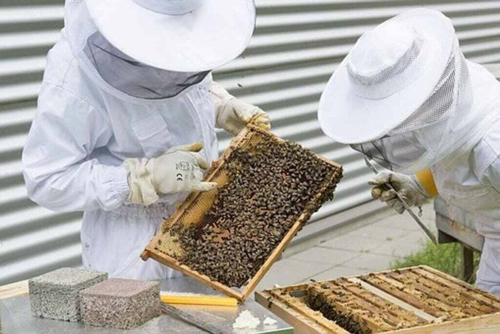 How to Start Keeping Bees