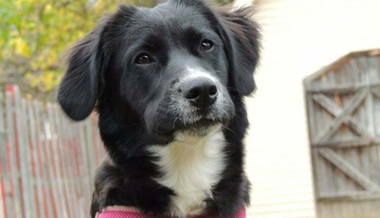 How to Keep Your Dog Healthy