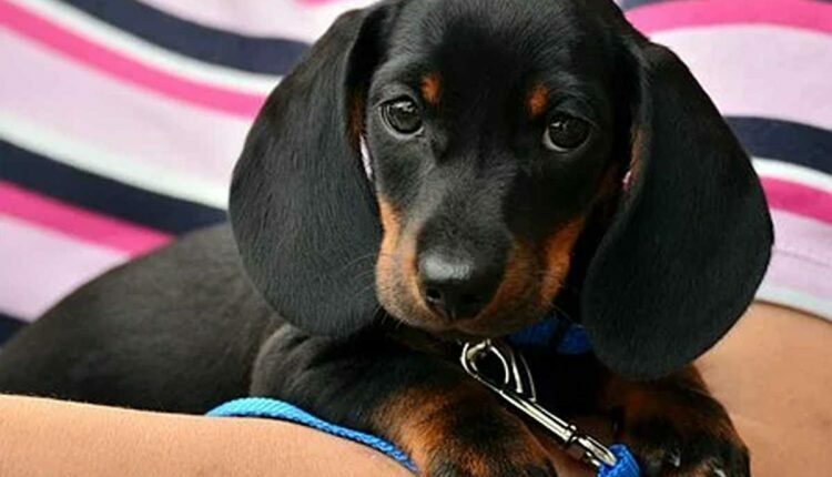 What A Dog Really Wants