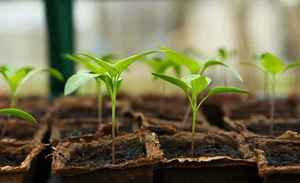 Greenhouse Gardening