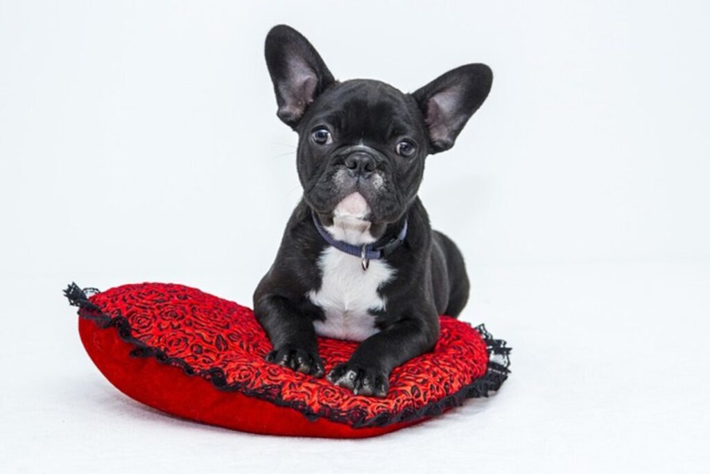 catchy dog names