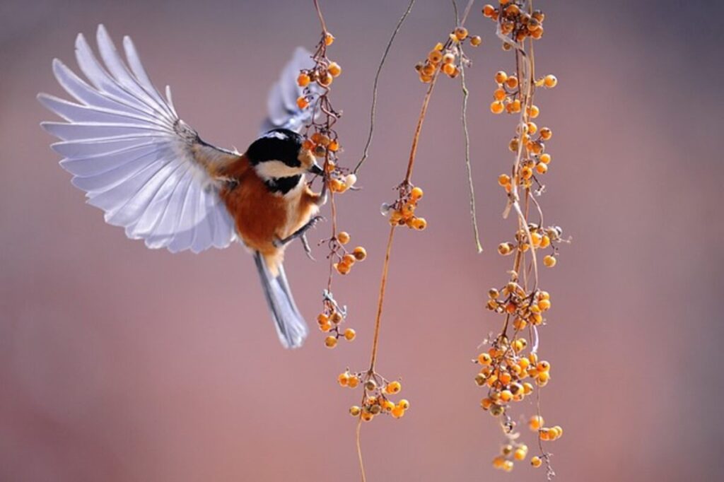 Wings