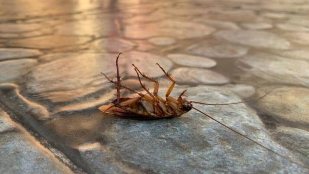 Salt Lake Pest Control