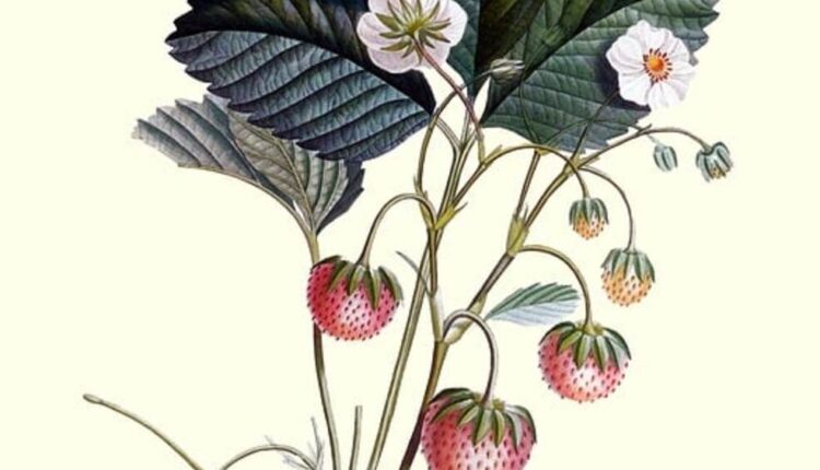 Botanical Art