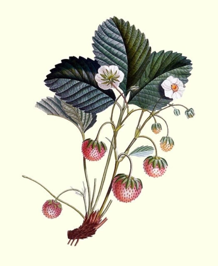 Botanical Art