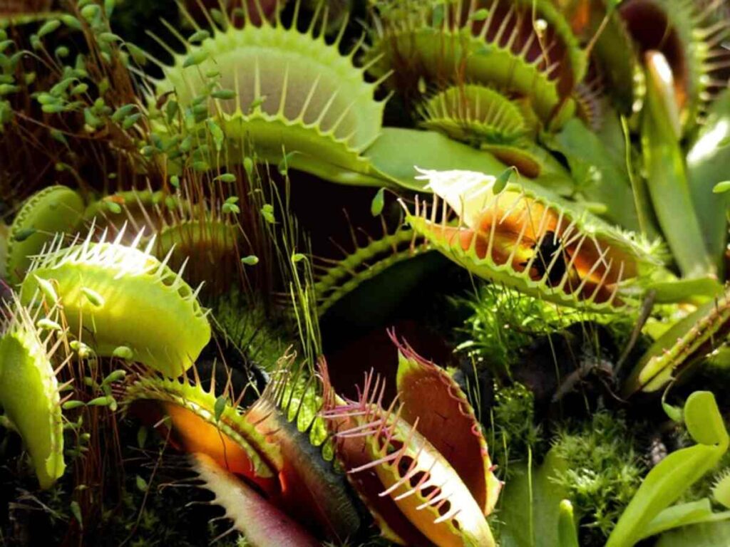Plant Traps