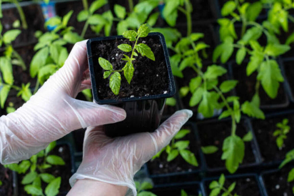 Caring For Plants