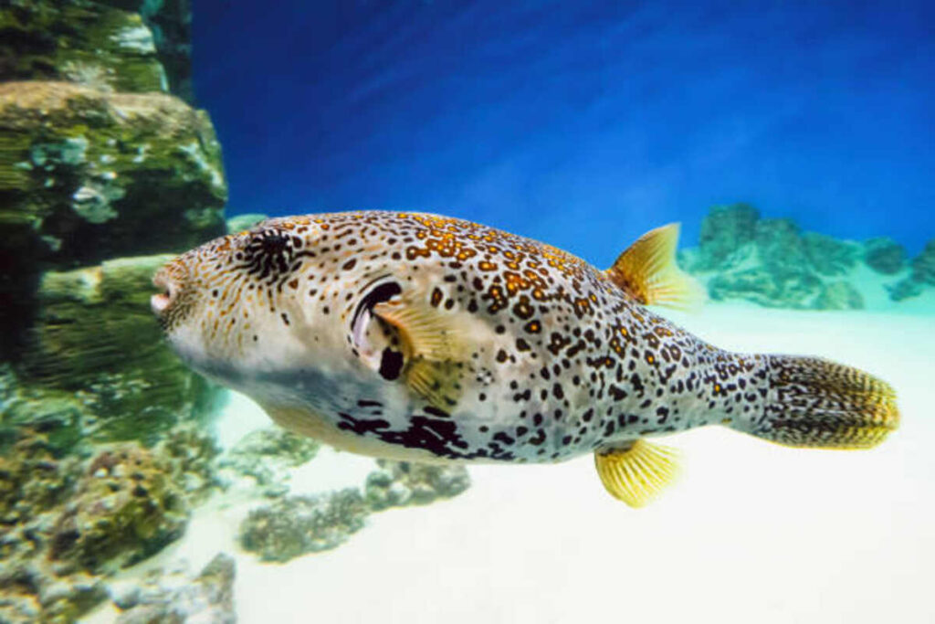 puffer fish as a larger