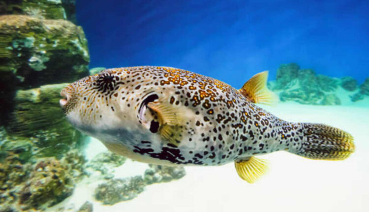 puffer fish as a larger