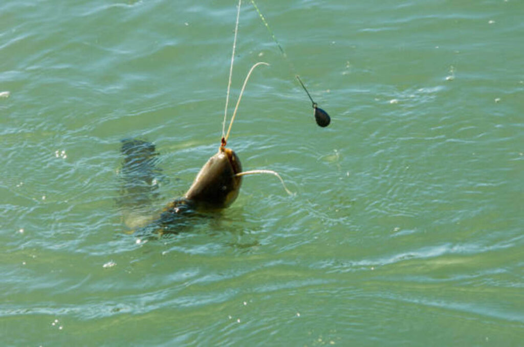 Red Lake Fall Fishing Report