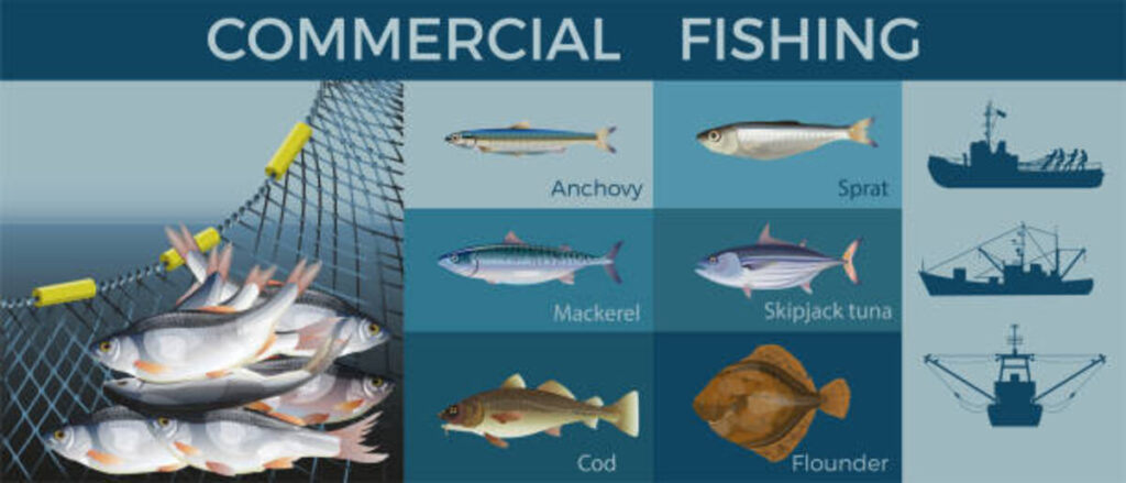 Sea Tiger Fishing Report
