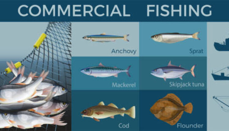 Sea Tiger Fishing Report