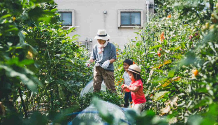 The Japanese Peace Garden