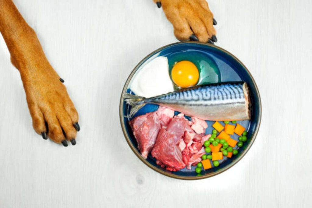 The Best Fish For Puppy Nutrition