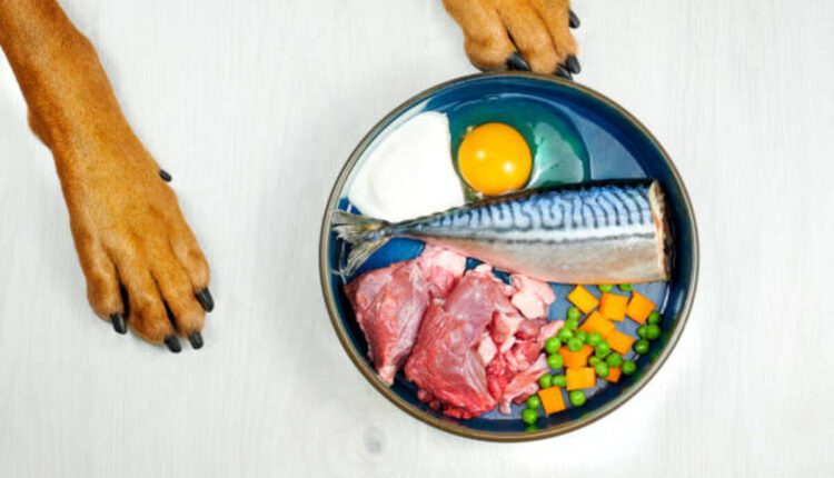 The Best Fish For Puppy Nutrition