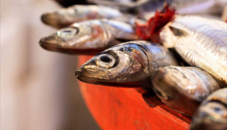 St John Fisher University