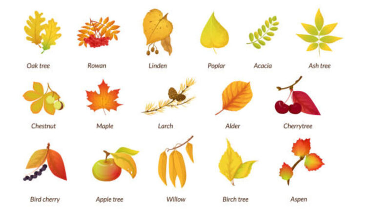 5 Fruits Name in Sanskrit