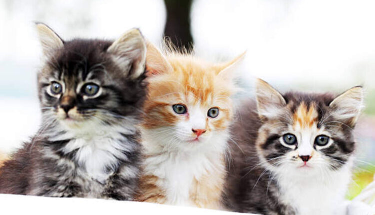 munchkin kittens for sale