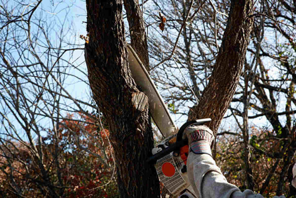 saratoga tree removal