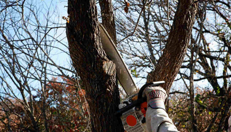 saratoga tree removal