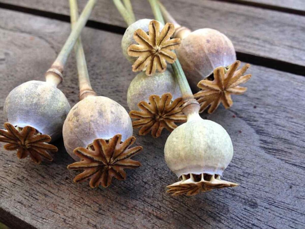 How to Care for Dried Poppy Pods Ultimate Guide