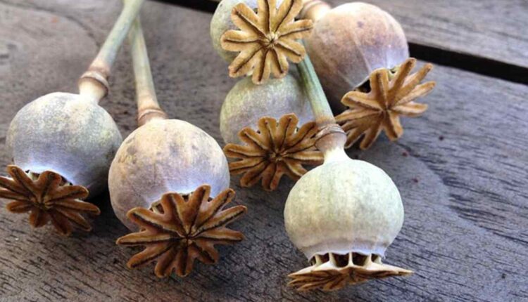How to Care for Dried Poppy Pods Ultimate Guide