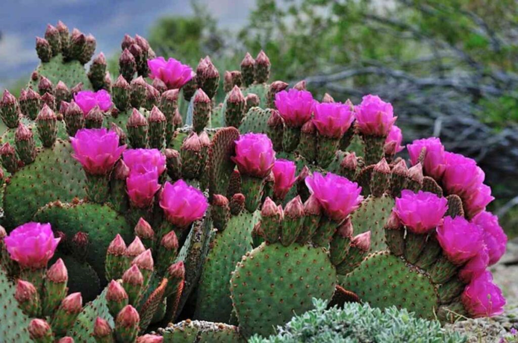 Peyote Cactus History and Traditional Uses