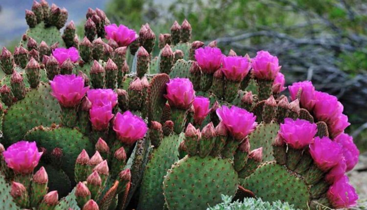Peyote Cactus History and Traditional Uses